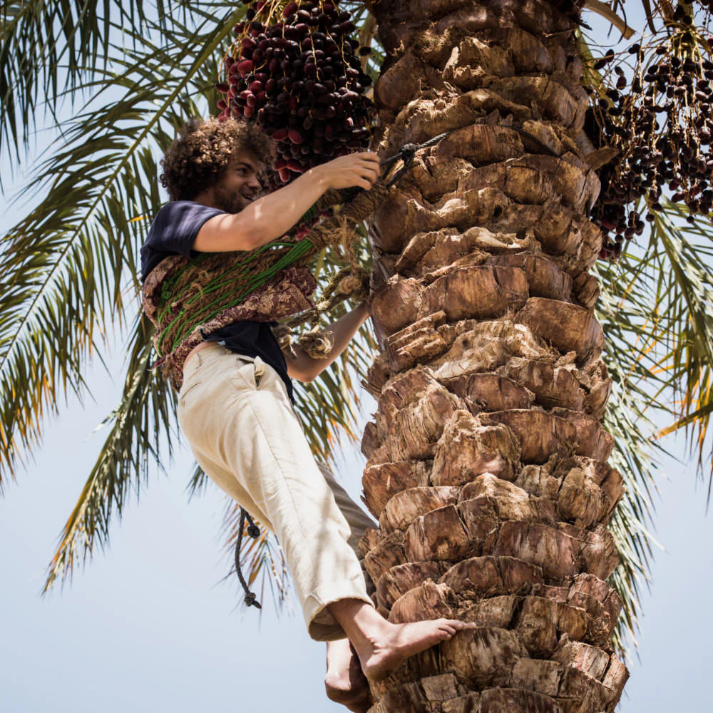 fondatorul nara raphael